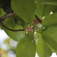 Dipterocarpus zeylanicus Thwaites